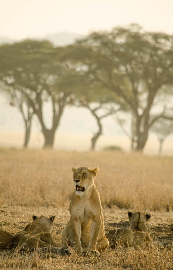 Mawe Tented Camp Serengeti Exterior photo